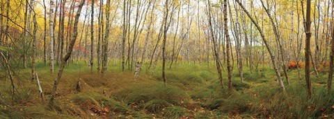 Framed Birch Forest Panorama Print