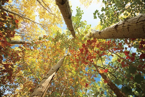 Framed Forest Canopy Print