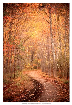 Framed Winding Autumn Path Print