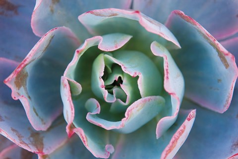 Framed Echeveria Afterglow Print