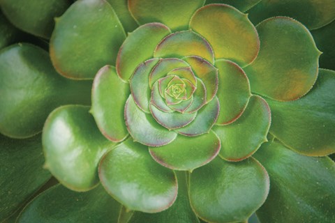 Framed Blushing Beauty Print