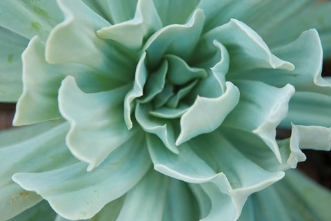 Framed Topsy Turvy Print