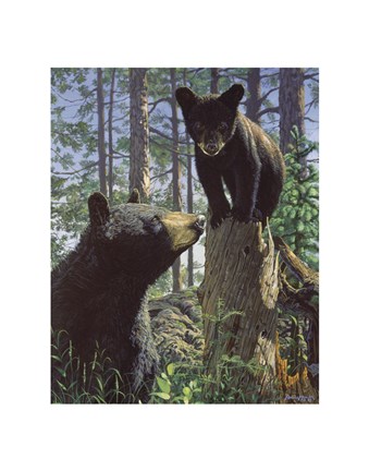 Framed Stump Jumper Print