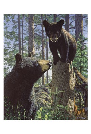 Framed Stump Jumper Print