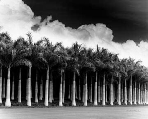 Framed White Palms, Costa Rica Print