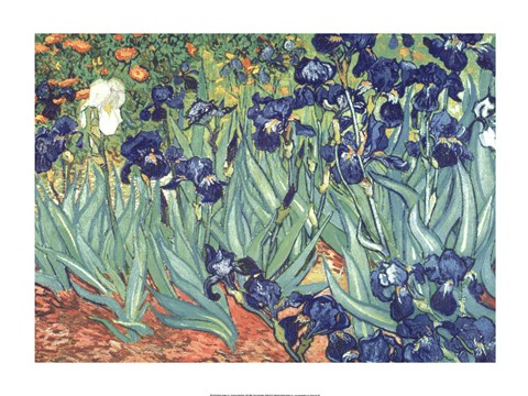 Framed Irises in the Garden Print