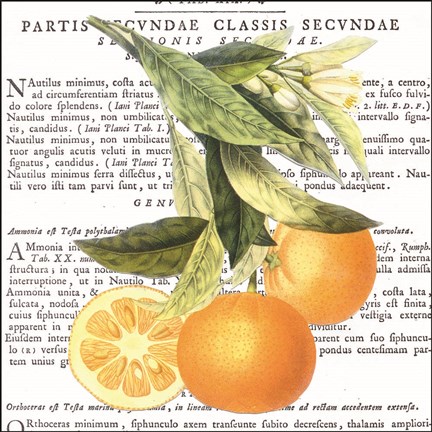 Framed Citrus Edition II Print