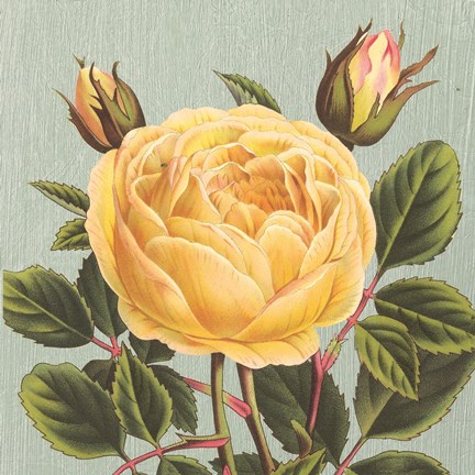 Framed Yellow Rose Print