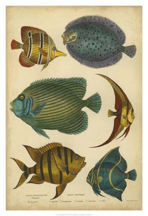 Framed Non-Emb. Goldsmith&#39;s Spinous Fishes Print