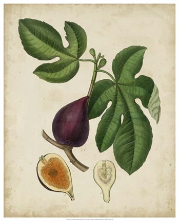 Framed Non-Embellished Antique Fig Tree Print