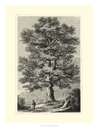 Framed B&amp;W Terry's Trees II Print