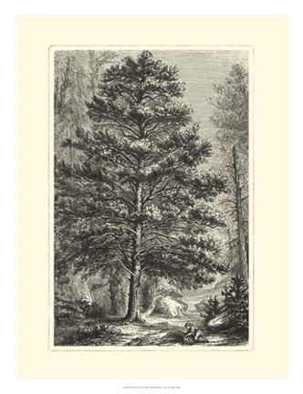 Framed B&amp;W Terry's Trees III Print