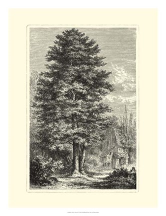 Framed B&amp;W Terry's Trees IV Print