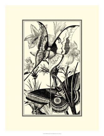 Framed B&amp;W Butterfly I Print