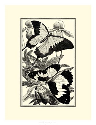 Framed B&amp;W Butterfly III Print