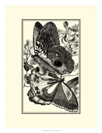 Framed B&amp;W Butterfly IV Print