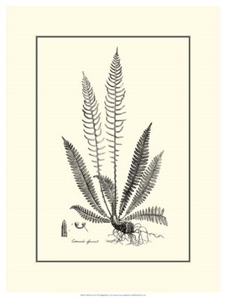 Framed B&amp;W Fern I Print