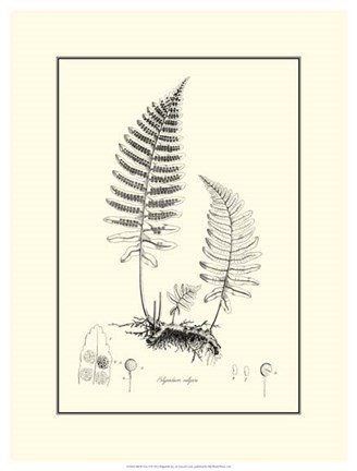 Framed B&amp;W Fern II Print