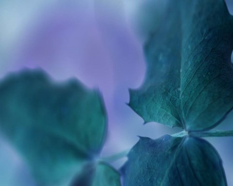 Framed Intricacies II Print