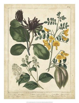 Framed Non-Embellish Enchanted Garden I Print