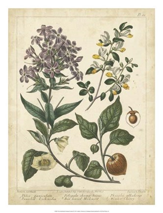 Framed Non-Embellish Enchanted Garden II Print