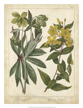 Framed Non-Embellish Enchanted Garden III Print