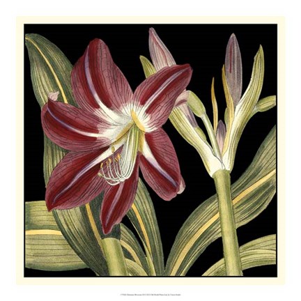 Framed Dramatic Blossoms II Print