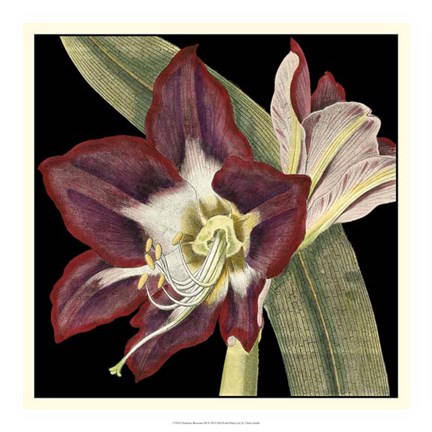 Framed Dramatic Blossoms III Print