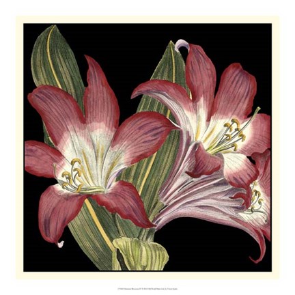 Framed Dramatic Blossoms IV Print