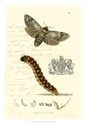 Framed Naturalist's Montage II Print