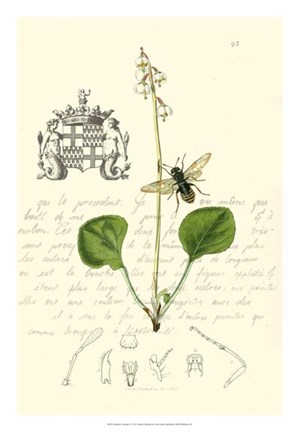 Framed Naturalist's Montage V Print