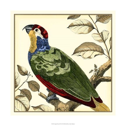 Framed Tropical Parrot II Print