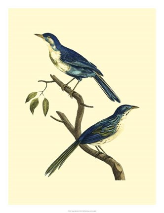 Framed Vintage Bird Pair II Print