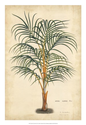 Framed Palm of the Tropics III Print