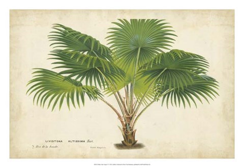 Framed Palm of the Tropics V Print