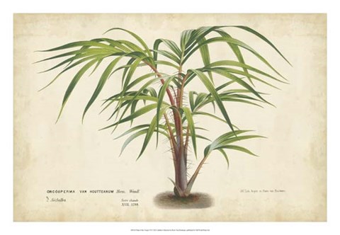 Framed Palm of the Tropics VI Print