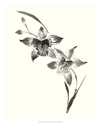 Framed Studies in Ink - Cymbidium Print