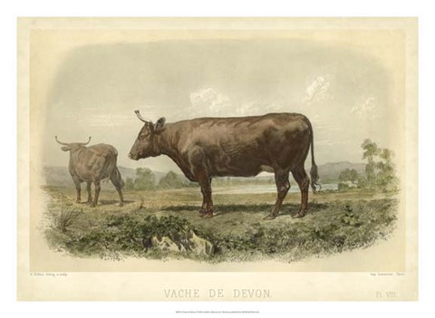 Framed Vache De Devon Print