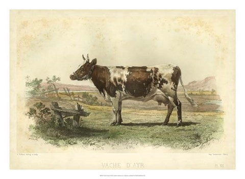 Framed Vache D&#39;Ayr Print