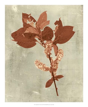 Framed Impressions in Terra Cotta Print