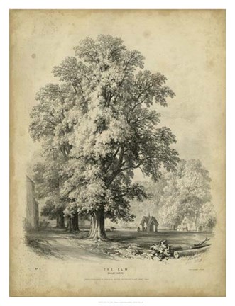 Framed Elm Print