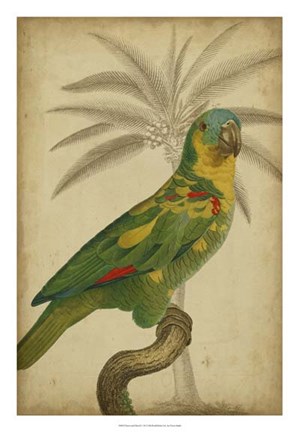 Framed Parrot and Palm II Print