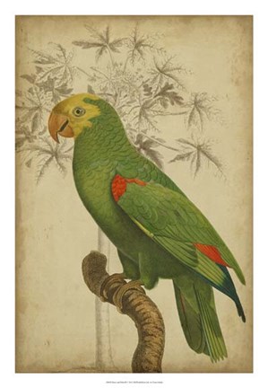 Framed Parrot and Palm III Print