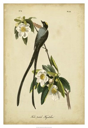 Framed Audubon Fork-tailed Flycatcher Print