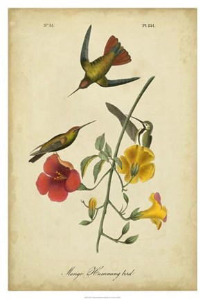 Framed Audubon Mango Hummingbird Print