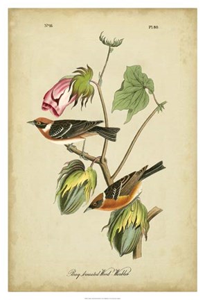 Framed Audubon Bay Breasted Warbler Print