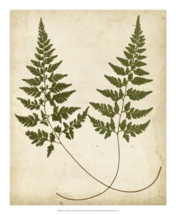 Framed Fern Portfolio I Print