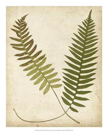 Framed Fern Portfolio III Print