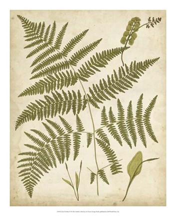 Framed Fern Portfolio IV Print