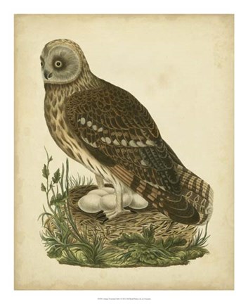 Framed Antique Nozeman Owl I Print